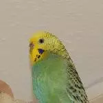 Schwarm sucht neuen Körnergeber Bild 3