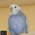 Schwarm sucht neuen Körnergeber Bild 6