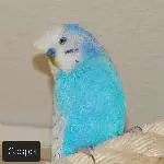 Schwarm sucht neuen Körnergeber Bild 9