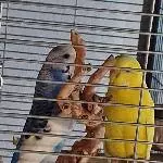 2 Pärchen abzugeben Bild 6