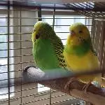 2 Pärchen abzugeben Bild 4