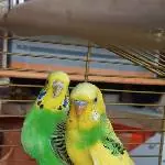 2 Pärchen abzugeben Bild 1