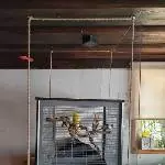 2 Pärchen abzugeben Bild 5