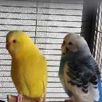 2 Pärchen abzugeben Bild 3