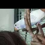 2 Wellis suchen ein neues Zuhause Bild 8