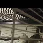 2 Wellis suchen ein neues Zuhause Bild 2