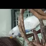 2 Wellis suchen ein neues Zuhause Bild 7