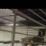 2 Wellis suchen ein neues Zuhause Bild 3