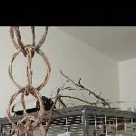 2 Wellis suchen ein neues Zuhause Bild 5