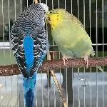 suche neuen Schwarm, habe meinen verloren! Bild 4