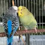 suche neuen Schwarm, habe meinen verloren! Bild 2