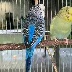 suche neuen Schwarm, habe meinen verloren! Bild 1