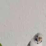 Hübsche Wellidame 2J Bild 1