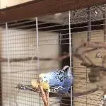 3 Wellensittiche (2 Hennen, 1 Hahn) Bild 2
