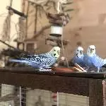 3 Wellensittiche (2 Hennen, 1 Hahn) Bild 1