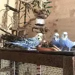3 Wellensittiche (2 Hennen, 1 Hahn) Bild 3
