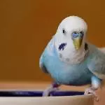 Vier Wellis suchen ein neues Zuhause Bild 4