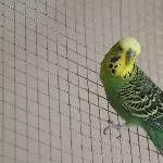 Vier Wellis suchen ein neues Zuhause Bild 1