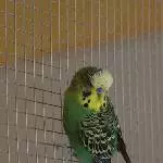 Vier Wellis suchen ein neues Zuhause Bild 5