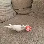 Unsere Drei suchen ein neues Heim Bild 5