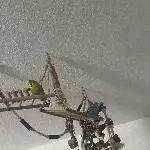 Wellensittiche Bild 3