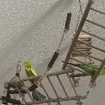 Wellensittiche Bild 2