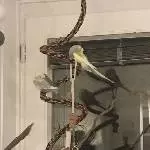 Anton und Smilla suchen ein neues liebevolles Zuhause Bild 1