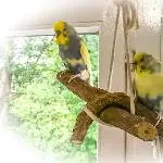Anton und Smilla suchen ein neues liebevolles Zuhause Bild 3