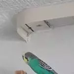 Liebes, munteres Wellipärchen sucht dringend ein neues Zuhause Bild 1