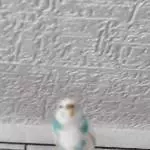 Liebes, munteres Wellipärchen sucht dringend ein neues Zuhause Bild 3