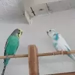 Liebes, munteres Wellipärchen sucht dringend ein neues Zuhause Bild 2
