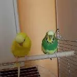 Ältere Wellidame sucht Zuhause für Lebensabend Bild 2