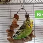 Vier kleine Raptörchen suchen ein neues Zuhause Bild 2