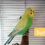 Vier kleine Raptörchen suchen ein neues Zuhause Bild 1