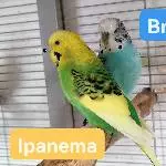 Vier kleine Raptörchen suchen ein neues Zuhause Bild 3