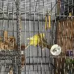 Wellensittiche suchen Veränderung Bild 2