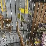 Wellensittiche suchen Veränderung Bild 4