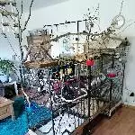 Wellensittiche suchen ein neues Zuhause Bild 1