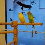 Pauly, Ernie und Bert auf der Suche nach einem neuen zu Hause Bild 1