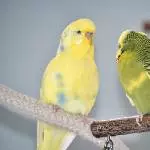 12 Wellis mit Vorgeschichte und Krankheiten brauchen neue Körnchengeber Bild 8