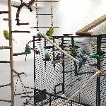 12 Wellis mit Vorgeschichte und Krankheiten brauchen neue Körnchengeber Bild 1