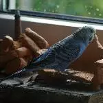 blauer Wellensittich Bild 3