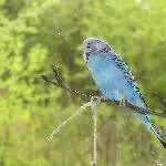 blauer Wellensittich Bild 2
