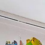 1 Welli-Pärchen und 2 Single-Hähne suchen zu Hause Bild 1