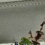 1 Welli-Pärchen und 2 Single-Hähne suchen zu Hause Bild 5
