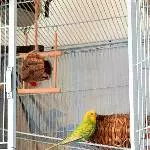 1 Welli-Pärchen und 2 Single-Hähne suchen zu Hause Bild 3