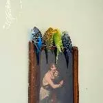 1 Welli-Pärchen und 2 Single-Hähne suchen zu Hause Bild 2