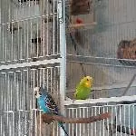 1 Welli-Pärchen und 2 Single-Hähne suchen zu Hause Bild 4