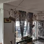 Meine 6 Wellis suchen ein neues schönes Zuhause Bild 4