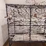 Meine 6 Wellis suchen ein neues schönes Zuhause Bild 3